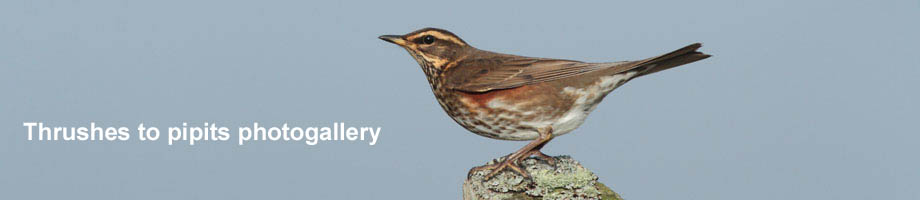 Thrushes to pipits Outer Hebrdies photogallery